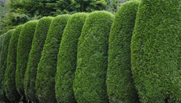 Hedge trimmingand pruning